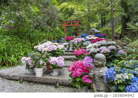 龍蓋寺(岡寺) 奥之院紫陽花回廊 --奈良県高市郡明日香村岡-- 龍蓋寺(岡寺) 奥之院紫陽花回廊 --奈良県高市郡明日香村岡-- 103604942