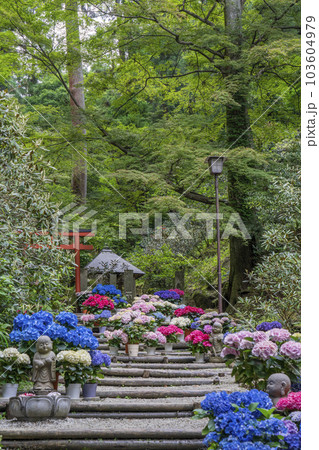 龍蓋寺（岡寺）　奥之院紫陽花回廊　--奈良県高市郡明日香村岡-- 103604979