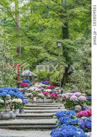 龍蓋寺（岡寺）　奥之院紫陽花回廊　--奈良県高市郡明日香村岡-- 103604981