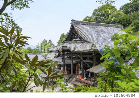 龍蓋寺（岡寺）　本堂と紫陽花　--奈良県高市郡明日香村岡-- 103604984