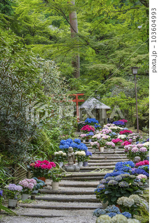 龍蓋寺（岡寺）　奥之院紫陽花回廊　--奈良県高市郡明日香村岡-- 103604993