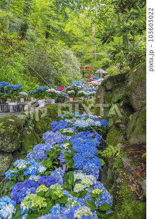 龍蓋寺(岡寺) 奥之院紫陽花回廊 --奈良県高市郡明日香村岡-- 龍蓋寺(岡寺) 奥之院紫陽花回廊 --奈良県高市郡明日香村岡-- 103605022