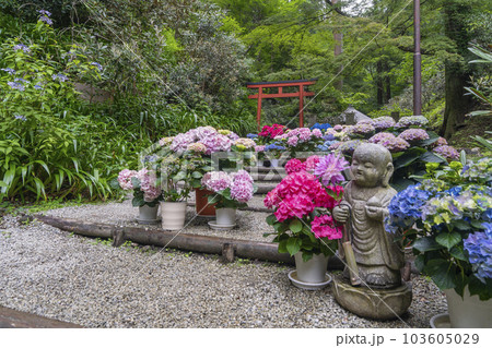 龍蓋寺(岡寺) 奥之院紫陽花回廊 --奈良県高市郡明日香村岡-- 龍蓋寺(岡寺) 奥之院紫陽花回廊 --奈良県高市郡明日香村岡-- 103605029