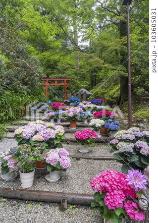 龍蓋寺（岡寺）　奥之院紫陽花回廊　--奈良県高市郡明日香村岡-- 103605031