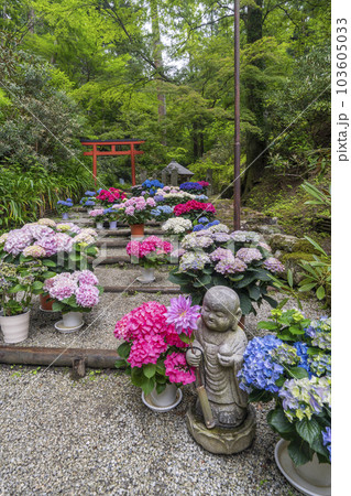 龍蓋寺（岡寺）　奥之院紫陽花回廊　--奈良県高市郡明日香村岡-- 103605033