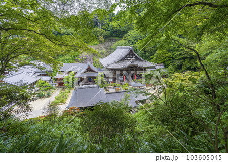 龍蓋寺（岡寺）を見下ろす　--奈良県高市郡明日香村岡-- 103605045