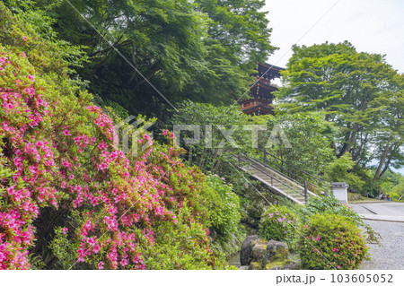 龍蓋寺（岡寺）三重宝塔とつつじ　--奈良県高市郡明日香村岡-- 103605052