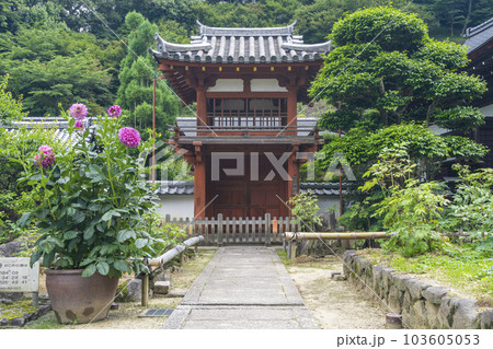 龍蓋寺（岡寺）楼門　新緑の季節　--奈良県高市郡明日香村岡-- 103605053