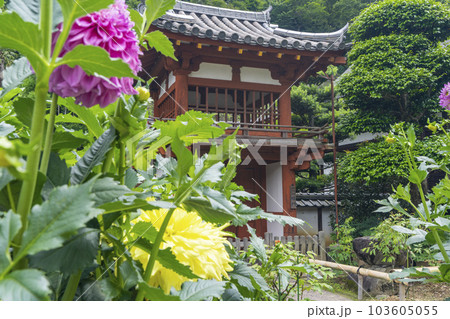 龍蓋寺(岡寺)楼門 新緑の季節 --奈良県高市郡明日香村岡-- 龍蓋寺(岡寺)楼門 新緑の季節 --奈良県高市郡明日香村岡-- 103605055