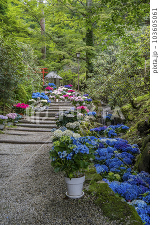龍蓋寺(岡寺) 奥之院紫陽花回廊 --奈良県高市郡明日香村岡-- 龍蓋寺(岡寺) 奥之院紫陽花回廊 --奈良県高市郡明日香村岡-- 103605061