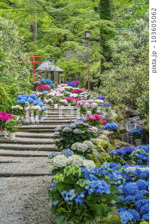 龍蓋寺（岡寺）　奥之院紫陽花回廊　--奈良県高市郡明日香村岡-- 103605062