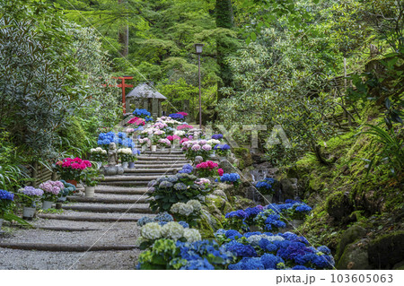 龍蓋寺（岡寺）　奥之院紫陽花回廊　--奈良県高市郡明日香村岡-- 103605063