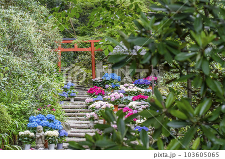 龍蓋寺(岡寺) 奥之院紫陽花回廊 --奈良県高市郡明日香村岡-- 龍蓋寺(岡寺) 奥之院紫陽花回廊 --奈良県高市郡明日香村岡-- 103605065