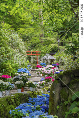 龍蓋寺(岡寺) 奥之院紫陽花回廊 --奈良県高市郡明日香村岡-- 龍蓋寺(岡寺) 奥之院紫陽花回廊 --奈良県高市郡明日香村岡-- 103605066