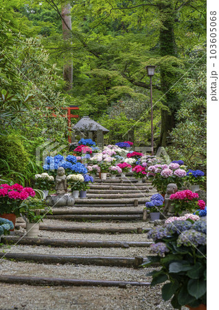 龍蓋寺（岡寺）　奥之院紫陽花回廊　--奈良県高市郡明日香村岡-- 103605068