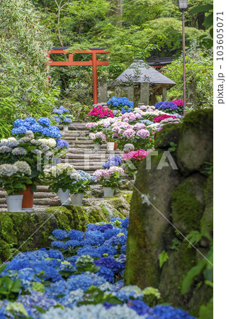 龍蓋寺(岡寺) 奥之院紫陽花回廊 --奈良県高市郡明日香村岡-- 龍蓋寺(岡寺) 奥之院紫陽花回廊 --奈良県高市郡明日香村岡-- 103605071