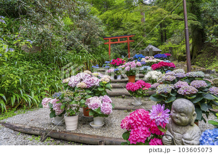 龍蓋寺（岡寺）　奥之院紫陽花回廊　--奈良県高市郡明日香村岡-- 103605073