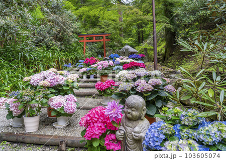 龍蓋寺(岡寺) 奥之院紫陽花回廊 --奈良県高市郡明日香村岡-- 龍蓋寺(岡寺) 奥之院紫陽花回廊 --奈良県高市郡明日香村岡-- 103605074