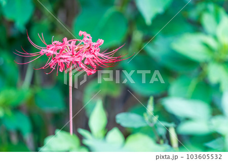 咲く一輪の彼岸花・秋 103605532