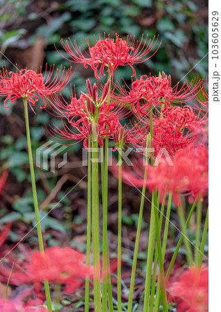 「埼玉県」見沼代用水東縁に咲く彼岸花 103605629