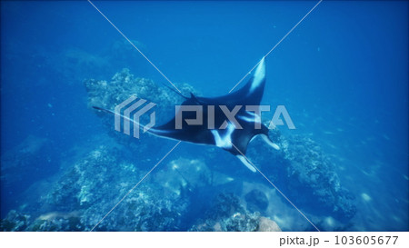 majestic manta ray glides over a vibrant coral reef in a tropical sea majestic manta ray glides over a vibrant coral reef in a tropical sea 103605677