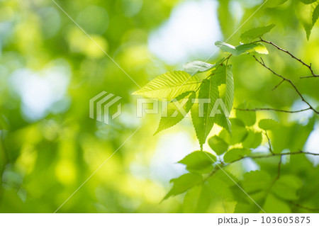 若葉を透けてくる初夏の日差し 若葉を透けてくる初夏の日差し 103605875