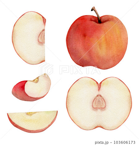 Hand drawn watercolor composition with ripe apple fruit, full and slices, with leaves, red and green. Isolated object on white background. Design for wall art, wedding, print, fabric, cover, card. 103606173