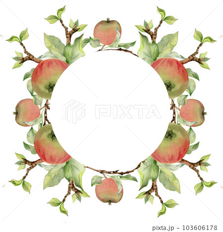 Hand drawn watercolor apple ripe fruits, full, slices, red and green, leaves, branches. Circle round wreath Isolated on white background. Design for wall art, wedding, print, fabric, cover, card,. Hand drawn watercolor apple ripe fruits, full, slices, red and green, leaves, branches. Circle round wreath Isolated on white background. Design for wall art, wedding, print, fabric, cover, card,. 103606178