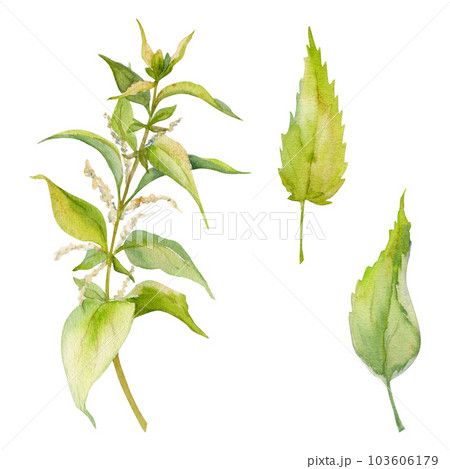 Hand drawn watercolor nettle plant and leaves coloring dye, for hobby, handmade fabric. Botanical illustration isolated object on white background. Shop logo, print, website, business card, booklet Hand drawn watercolor nettle plant and leaves coloring dye, for hobby, handmade fabric. Botanical illustration isolated object on white background. Shop logo, print, website, business card, booklet 103606179