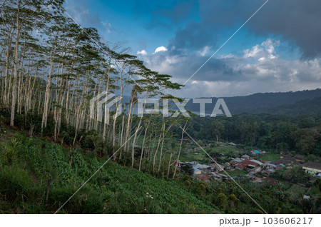 Drone view of Bali. Forest near Lake Tamblingan in mountains Drone view of Bali. Forest near Lake Tamblingan in mountains 103606217