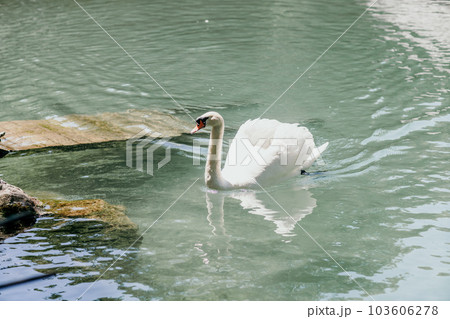 swan on blue lake water in sunny day, swans on pond, nature series. 103606278