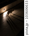 夜の猫 103606633