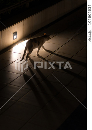 夜の猫 103606633