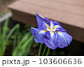 青色の花菖蒲 103606636