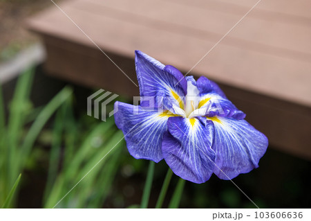 青色の花菖蒲 103606636
