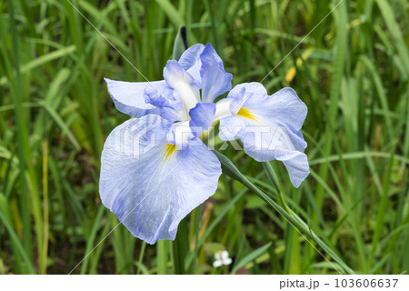 水色の花菖蒲 103606637