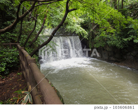 雨後の水量が多いまさかりが淵の滝 新緑 柵あり 雨後の水量が多いまさかりが淵の滝 新緑 柵あり 103606861