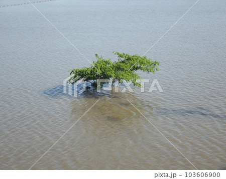 浸水した今田遊水地(境川遊水地公園)の水面上に見える一本の木 103606900