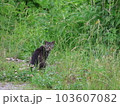野良猫 103607082