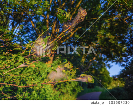 Nest oak processionary caterpillar Nest oak processionary caterpillar 103607330