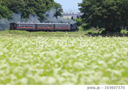 蕎麦畑を前景に力強く煙を吐きながら走るSLもおか号 蕎麦畑を前景に力強く煙を吐きながら走るSLもおか号 103607370