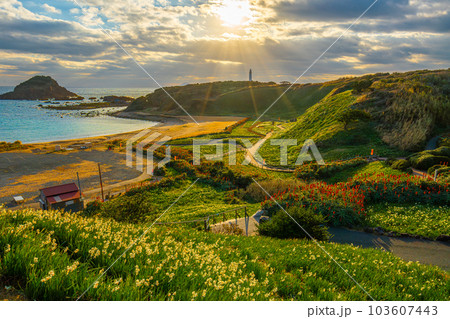 爪木崎　水仙とアロエの花　【下田市】 103607443