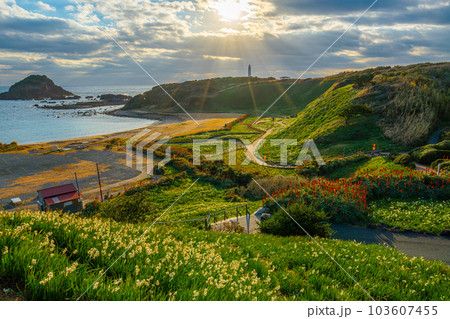 爪木崎　水仙とアロエの花　【下田市】 103607455