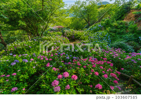 日本一のあじさいの群生地 下田市 下田公園 日本一のあじさいの群生地 下田市 下田公園 103607585