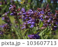 ハーブガーデンの中の紫がきれいなセージ 103607713