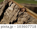 丸太を横から見たら木の皮が素敵 103607718