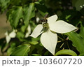 ヤマボウシの花から飛び立つ昆虫 103607720