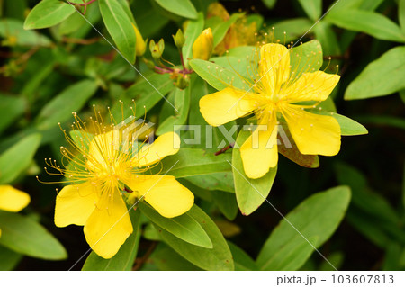 夏の花:ビヨウヤナギ 暑さで花が枯れる時期に、黄色い花を咲かるオトギリソウ科の植物。 夏の花:ビヨウヤナギ 暑さで花が枯れる時期に、黄色い花を咲かるオトギリソウ科の植物。 103607813