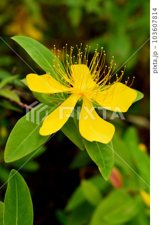 夏の花:ビヨウヤナギ 暑さで花が枯れる時期に、黄色い花を咲かるオトギリソウ科の植物。 夏の花:ビヨウヤナギ 暑さで花が枯れる時期に、黄色い花を咲かるオトギリソウ科の植物。 103607814