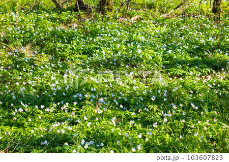 Spring forest landscape with fresh windflowers outdoors Spring forest landscape with fresh windflowers outdoors 103607823